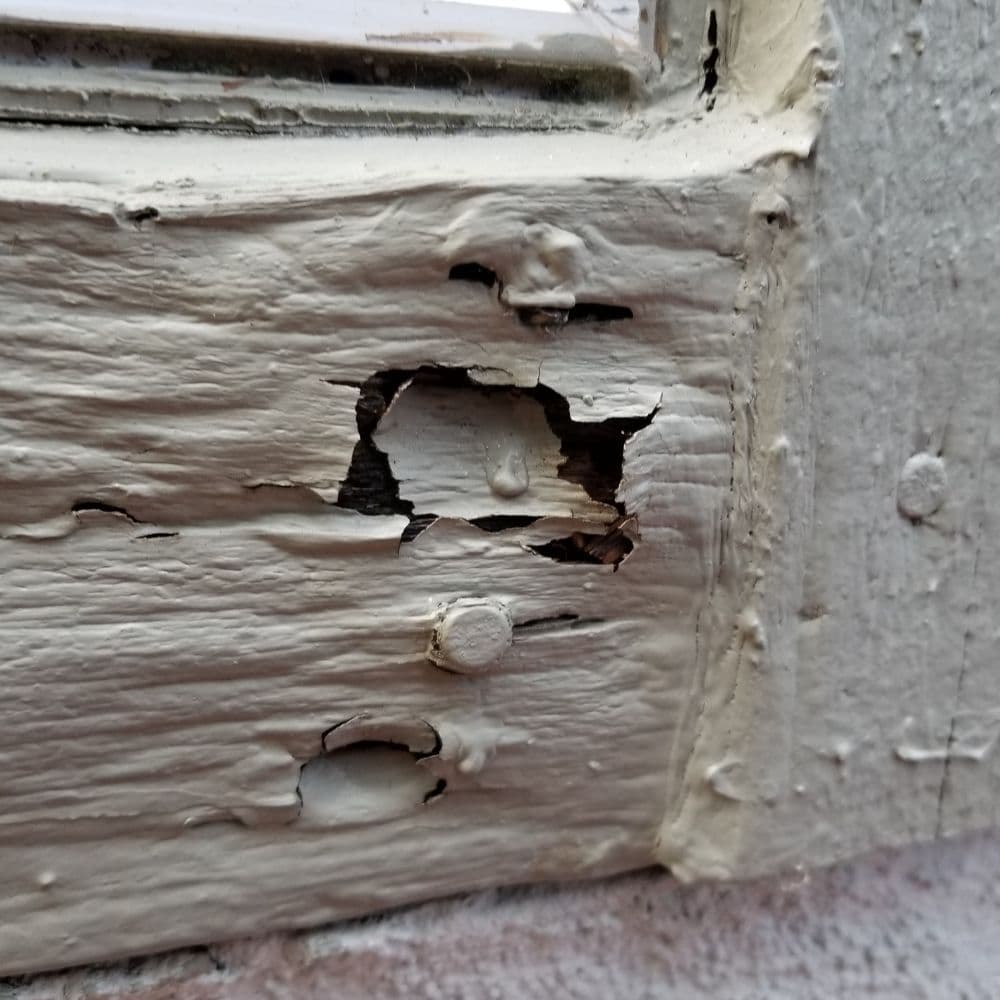 Dry rot damage in a painted wooden window sill